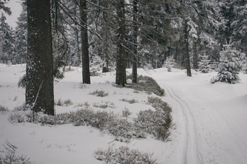  Skiing in Jeseniky mountains, typical misty weather on the top