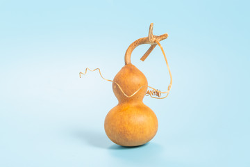 Blue background and yellow ripe gourd fruit closeup