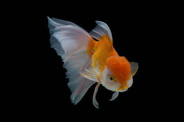 Wall Mural - goldfish isolated on black background.