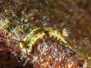 Wall Mural - Nudibranch Hypselodoris acriba los roques venezuela 