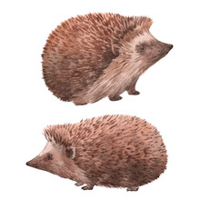 Watercolor Hedgehog Illustrations Set