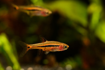 Sticker - Boraras brigittae - A small nano fish in an aquarium.