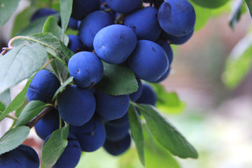 Wall Mural - Prunus spinosa. The blackthorn is ripening on the bush. The branch of the blue plums. The sloe is growing in the rural garden