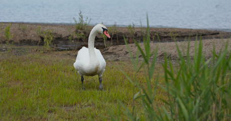 Wild swan walk in the grass