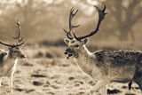 Fototapeta  - Fallow deer with antlers in a grass field meadow.  Sepia colour toning