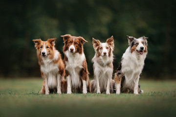 Four border collie dogs sitting next to each other