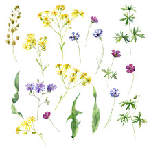 Set Of Watercolor Wild Yellow, Red, Blue Flowers