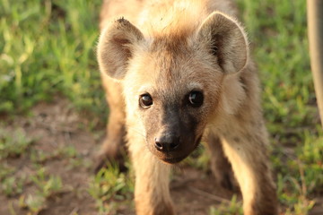 Spotted hyena face closeup, Masai Mara National Park, Kenya.