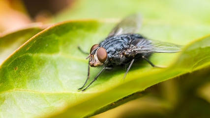 Bluebottle