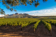 canvas print picture - Beautiful landscape of Cape Winelands, wine growing region in South Africa