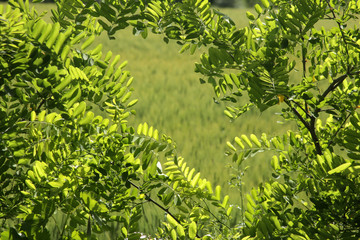 Poster - Acacia tree green leaves - Natural background