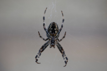 spider on a web