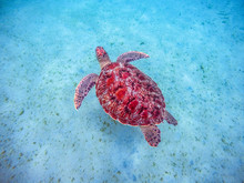 Martinique Beach And Turtle Snorkeling In The Caribbean Islands