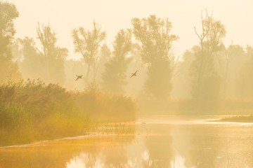 Birds flying along the edge of a foggy lake below a blue sky at sunrise in summer