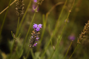 Wall Mural - Lavender flower in nature field.