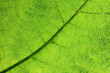 Blattunterseite im Gegenlicht, grüner Pflanzenhintergrund gerippt mit Blattader