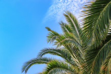 Palm Tree Nature Background Blue Sky