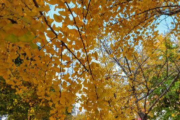 A roadside ginkgo tree