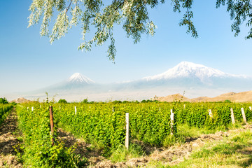 Lush vineyard in Armenia, mount Ararat in the background