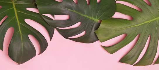 Wall Mural - Big green natural monstera lant leaves on pink background