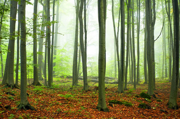  Misty morning in old beech forest