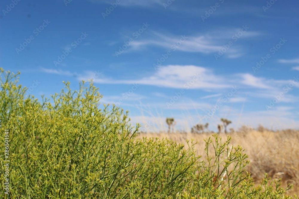 Threadleaf Snakeweed Much of Joshua Tree National Park lies within the Southern Mojave ...