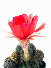 (Close Up) Red Lobivia Cactus Flower Blossom.