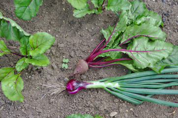 a fresh onion and a beet with tops lie on the ground