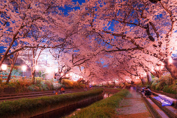 Wall Mural - 日本の桜　夜桜花見