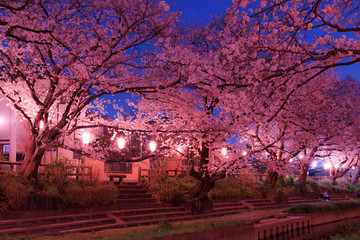 Wall Mural - 日本の桜　夜桜花見