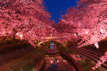 Wall Mural - 日本の桜　夜桜花見