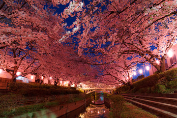 Wall Mural - 日本の桜　夜桜花見