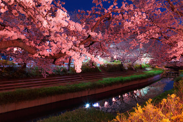 Wall Mural - 日本の桜　夜桜花見