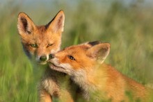 Two Young Red Foxes In Grass On A Beautiful Light