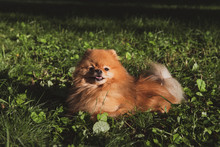 Portrait Of A Brown Spitz Lying On The Green Grass. Fluffy Dog Is Having Fun. Cute Animal.