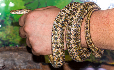 Snake snake in man's hand close up