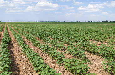 A field with green cotton in the spring in nature landscape. Agriculture in Asia.