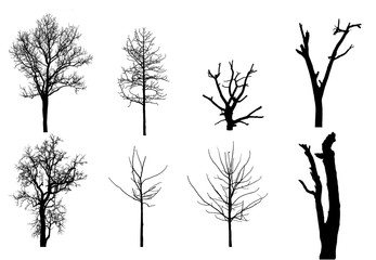 Poster - Set of trees silhouette for brush on white background