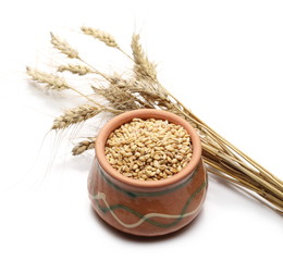 Wheat grains and ears in clay pot on white background 