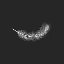 Vector Illustration Of Realistic White Feather On Black Background. Easy Editable Layered Vector Illustration.