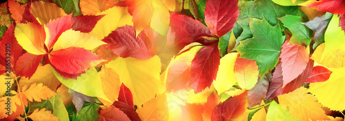 Cuadros en Lienzo Colorful leaves covered the ground, Falling leaves on the ground, autumn leaves