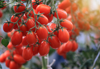 Fresh ripe red tomatoes growing on the vine in greenhouse .Ripe organic tomatoes in garden ready to harvest . Selected focus