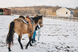 Fototapeta Konie - Horse Rider Winter