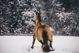 Fototapeta Konie - Horse Snow 1