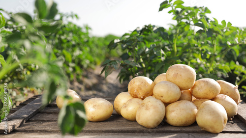 Fotografía Wooden crate with raw young potatoes in field on summer day