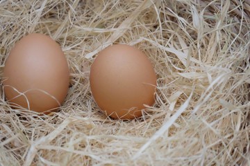 Two raw eggs on brown dried hay in a basket in indoor space 