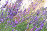 Fototapeta Lawenda - Violet Lavender flowers on green nature blurred background. Lilac aromatic flowers for medicinal herbalism in meadow.