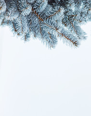 snow covered spruce branch on white isolated background_