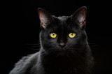 Fototapeta Pokój dzieciecy - Portrait of black domestic Cat