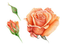 Watercolor Illustration Set Of A Orange Beautiful Rose With Buds. Peach Hand Drawn Botanical Flower In The Full Bloom. Isolated On White Background. Perfect For Greeting Cards And Decoration